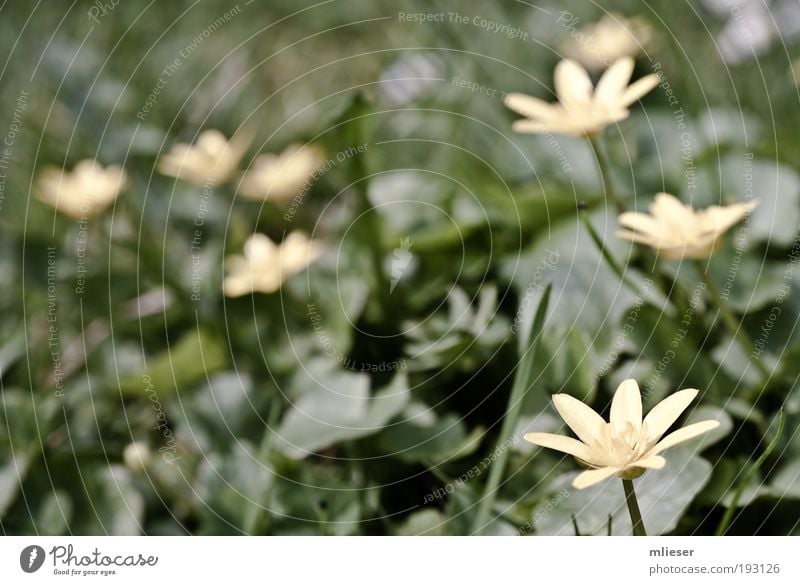 lesser celandine Plant Flower Grass Leaf Blossom Foliage plant Fragrance Natural Yellow Green Stalk Smooth Calm Colour photo Subdued colour Exterior shot