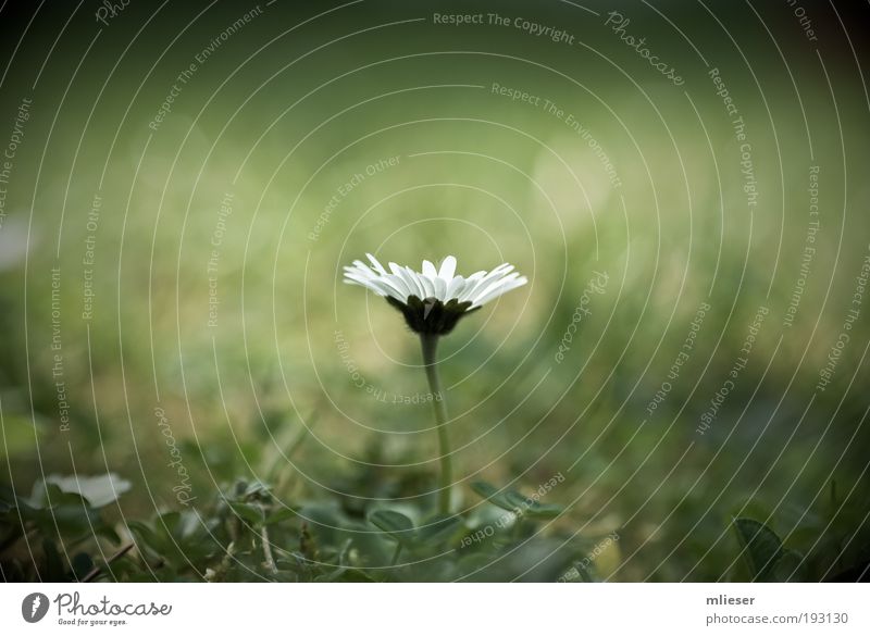 The Last Daisy Plant Flower Elegant Fantastic Green White Loneliness Uniqueness Stalk Meadow Grass Colour photo Subdued colour Exterior shot Close-up Detail