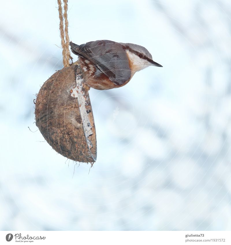 Mr. Kleiber at breakfast Environment Animal Winter Beautiful weather Ice Frost Snow Garden Wild animal Bird Eurasian nuthatch 1 Observe To feed Freeze Feeding