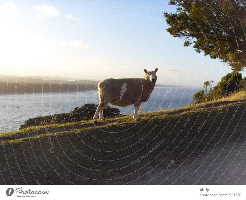 Evening hour in the life of a sheep Nature Landscape Earth Water Sky Sunrise Sunset Summer Beautiful weather Hill Coast Lakeside Beach Ocean Island Animal