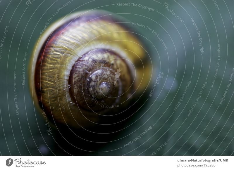 Snail (Cepaea hortensis) sitting on a leaf Environment Nature Animal Summer Plant Tree Bushes Leaf Park Wild animal 1 Baby animal Magnifying glass Microscope