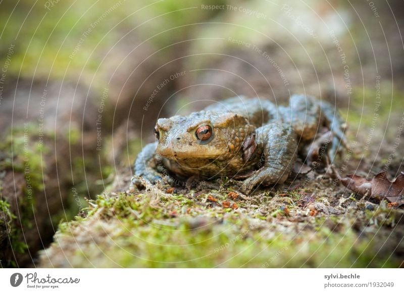 worm's-eye view Environment Nature Animal Spring Plant Moss Wild animal Frog Animal face 1 Wood Observe Relaxation Sit Wait Hideous Slimy Brown Green