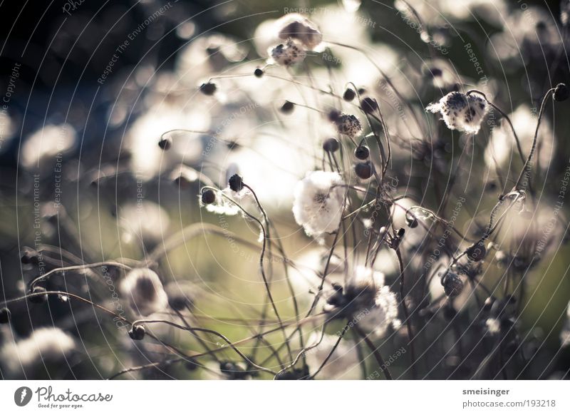 blossoming Summer Sun Nature Plant Spring Bushes Blossom Foliage plant Wild plant Park Bright Soft Green White Serene Patient Calm Relaxation Idyll Kitsch