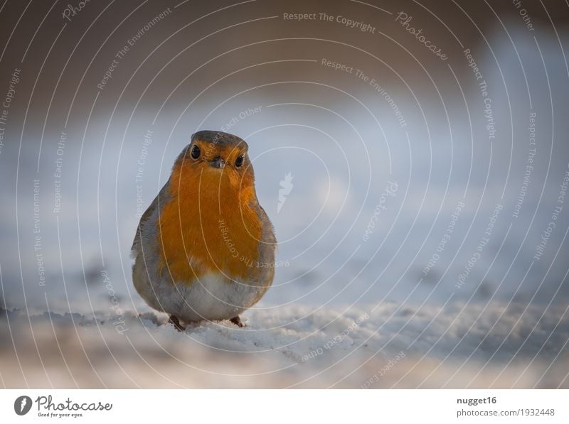 robin Environment Nature Animal Winter Snow Garden Park Meadow Wild animal Bird Animal face Wing Robin redbreast 1 Sit Dream Esthetic Authentic Friendliness