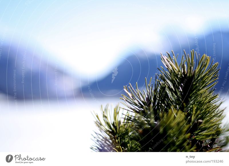 winter ends Nature Landscape Water Sunlight Winter Beautiful weather Ice Frost Snow Tree Bushes Alps Mountain Snowcapped peak Lake Breathe Observe Discover