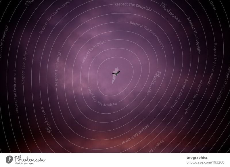 freedom Nature Air Sky Clouds Night sky Sunrise Sunset Animal Wild animal Bat 1 Flying Threat Far-off places Infinity Creepy Pink Red Black Freedom Colour photo