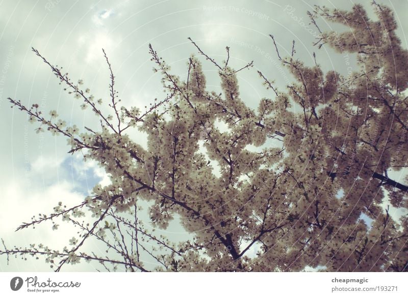 apple tree Nature Plant Air Sky Clouds Spring Tree Leaf Park Joy Dream Colour photo Exterior shot Deserted Day