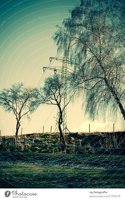 tree, tree, electricity, tree Energy industry Electricity pylon High voltage power line Cloudless sky Tree Nature Exterior shot Evening