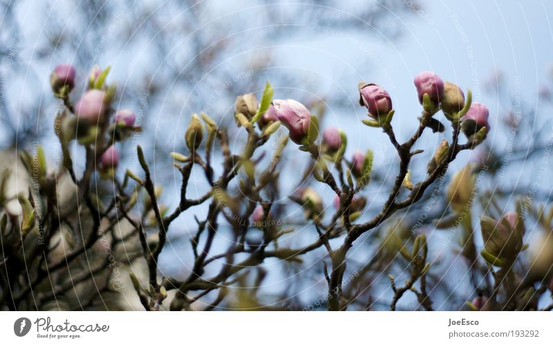 springtime... Gardening Plant Sky Spring Tree Leaf Blossom Park Blossoming Growth Beautiful Kitsch Spring fever Peony Colour photo Exterior shot Detail Deserted