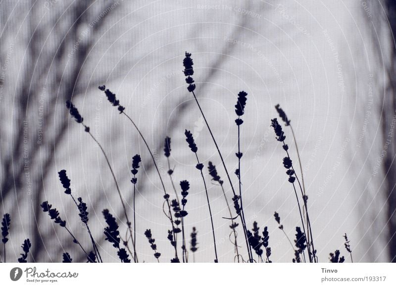 wait... (2) Nature Plant Tree Bushes Dark Cold Sadness Grief Loneliness Mysterious Reluctance Transience Lavender Gloomy Twigs and branches Subdued colour