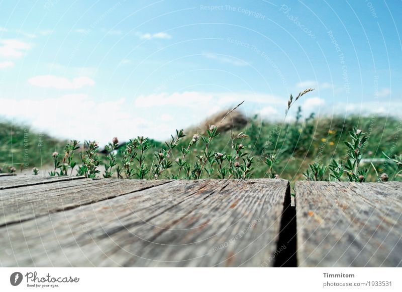 Delicately germinated anticipation. Vacation & Travel Environment Nature Plant Sky Clouds Beautiful weather Denmark Terrace Lanes & trails Wood Blue Gray Green