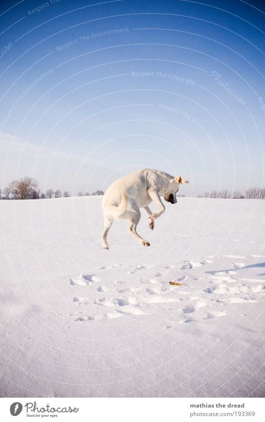 Bunny hop Environment Nature Landscape Cloudless sky Horizon Sunlight Winter Beautiful weather Ice Frost Snow Tree Meadow Field Animal Pet Dog 1 Freeze Jump