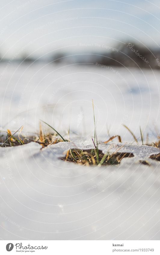 Remnants III Freedom Environment Nature Plant Sky Spring Winter Beautiful weather Ice Frost Snow Grass Foliage plant Meadow Growth Authentic Fresh Hot Natural