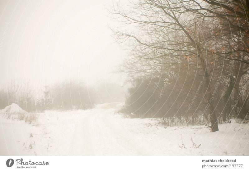 fog Environment Nature Landscape Sky Horizon Winter Bad weather Fog Snow Plant Tree Bushes Park Meadow Field Dark Creepy Cold Beautiful Loneliness