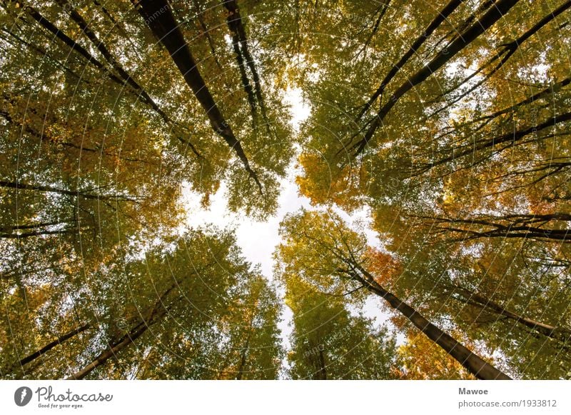 Trees and interstices Calm Meditation Hiking Environment Nature Landscape Plant Sky Summer Forest Tall Natural Green Exterior shot Worm's-eye view Upward