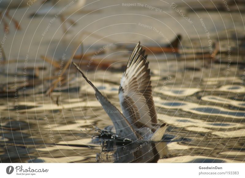 Soft landing Environment Nature Water Winter Ice Frost Animal Wing 1 Esthetic Cold Wet Colour photo Exterior shot Day Shallow depth of field