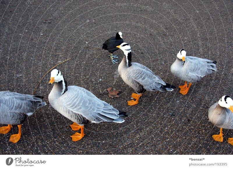 find the mistake... Friendship Wild animal Bird Duck Group of animals Animal family Observe Movement Stand Wait Together Curiosity Bravery Self-confident