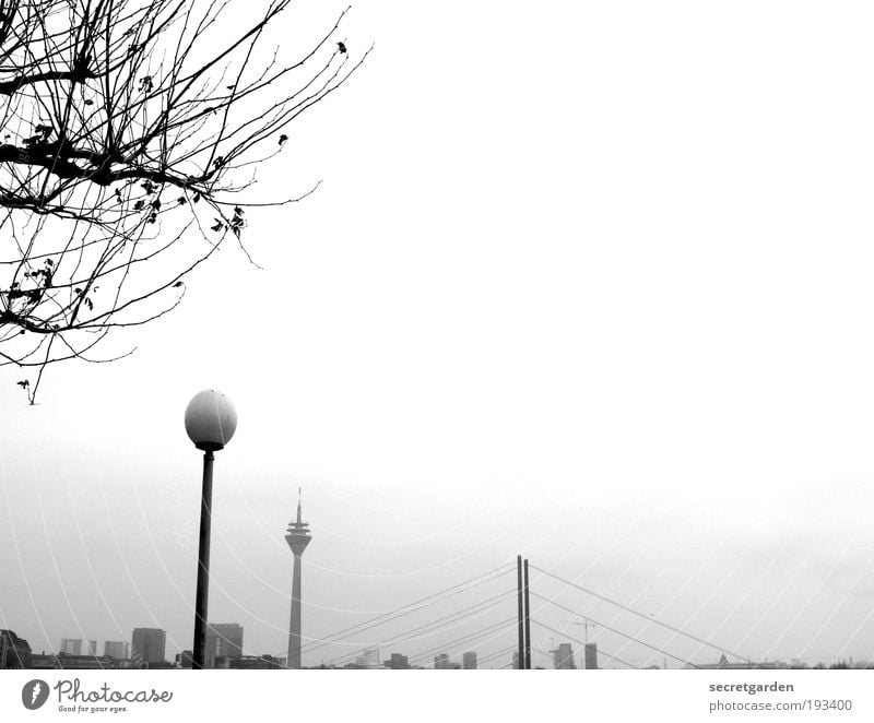 tidiness. Environment Nature Plant Cloudless sky Horizon Winter Tree Duesseldorf Downtown Outskirts Skyline Bridge Architecture Tourist Attraction Landmark