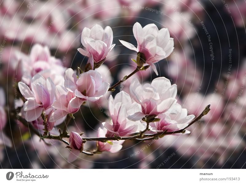 magnolia blossom Fragrance Gardening Market garden Nature Spring Blossom Magnolia blossom Magnolia plants Magnolia tree Friendliness Happiness Fresh Bright Pink