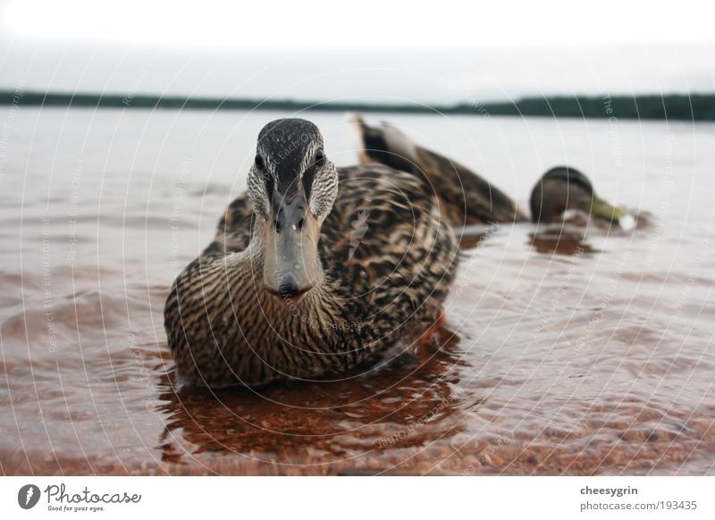 Duck in shallow water Beach Animal Water Horizon Lake Wild animal Bird 2 Movement Fresh Peaceful Environment Environmental protection Mallard Bank note loch