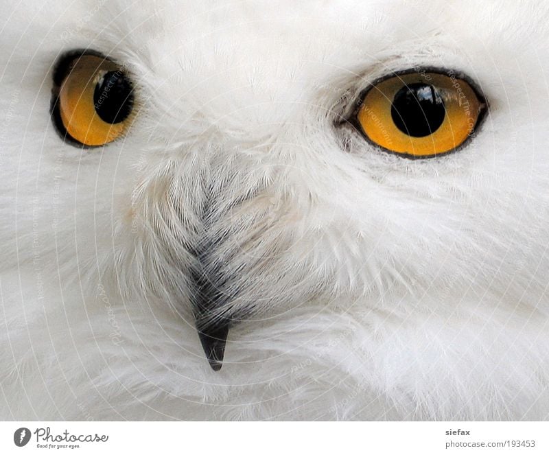 owl's eye Animal face Owl birds Bird of prey The Arctic Ice "Look eye contact Testing & Control Mistrust Wisdom Investigate Danger," Eyes Wild Threat Select