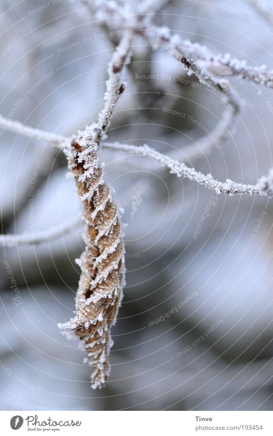 caused by the weather Nature Winter Ice Frost Leaf To dry up Cold Convoluted Twigs and branches beech hedge Beech leaf Suspended Subdued colour Exterior shot