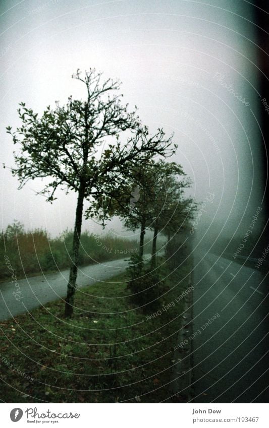 Sleepy Hollow Fog Tree Grass Bushes Traffic infrastructure Fantastic Creepy Wet Gloomy Transience Mystic Sadness Lanes & trails Shroud of fog Misty atmosphere