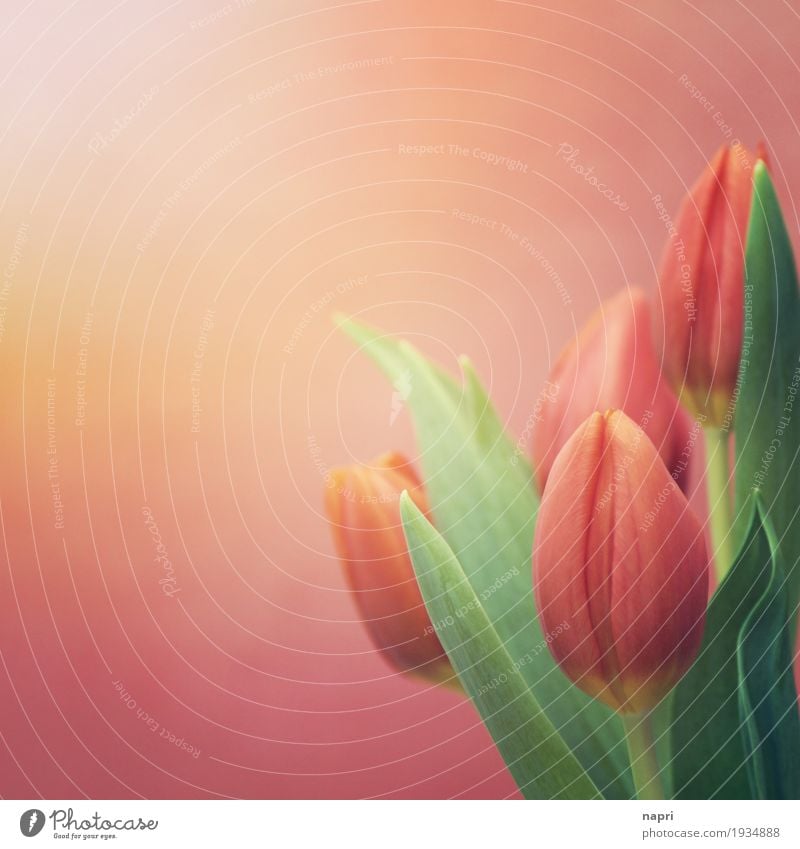 OHrange Times Spring Flower Tulip Blossom Orange Spring fever Colour Communicate Bright Colours Sunbeam Bouquet Salutation Easter Green Colour photo