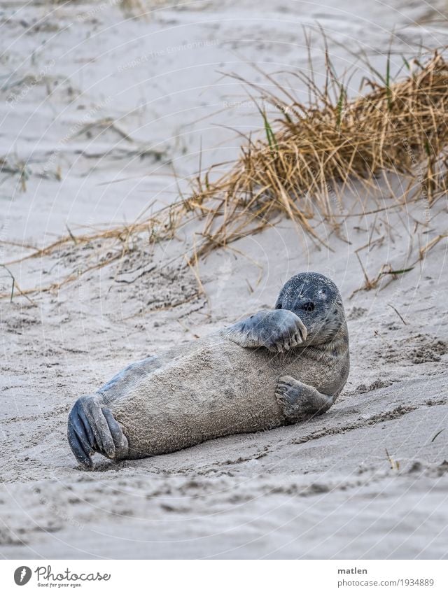 coquettish Animal Wild animal Animal face Pelt Paw 1 Sand Lie Harbour seal Provocative Beach dune Marram grass Cute off the roll Colour photo Subdued colour