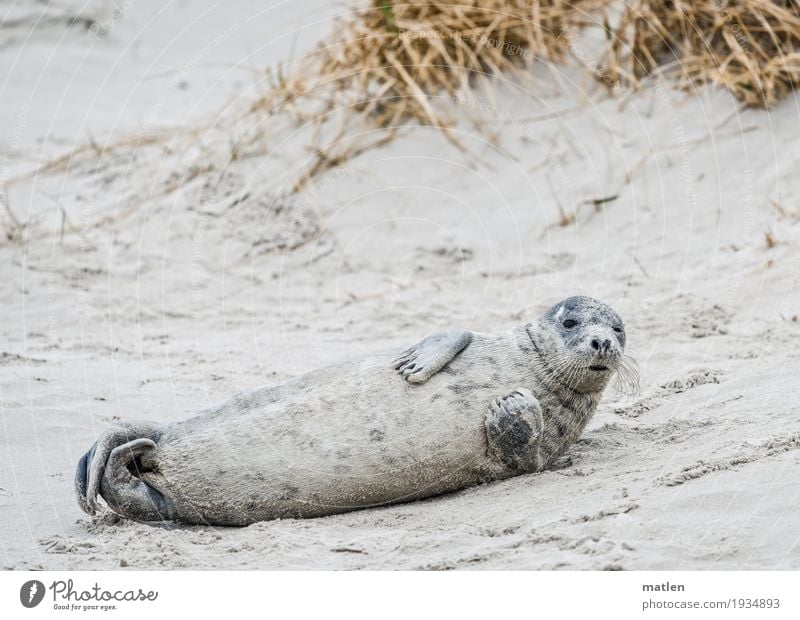 I'll throw myself away, too. Coast Beach North Sea Animal Animal face Paw 1 Lie Brown Gray Roll Gray seal Dune Marram grass Colour photo Exterior shot Close-up