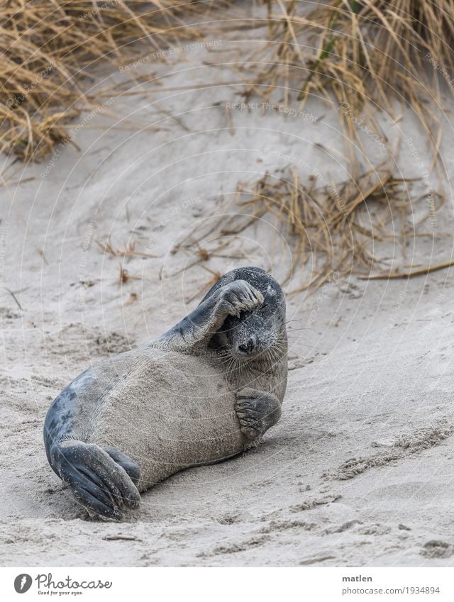 headaches Sand Beach Animal 1 Lie Cute Brown Gray Dune Harbour seal Headache Facial expression Gesture Colour photo Exterior shot Close-up Deserted