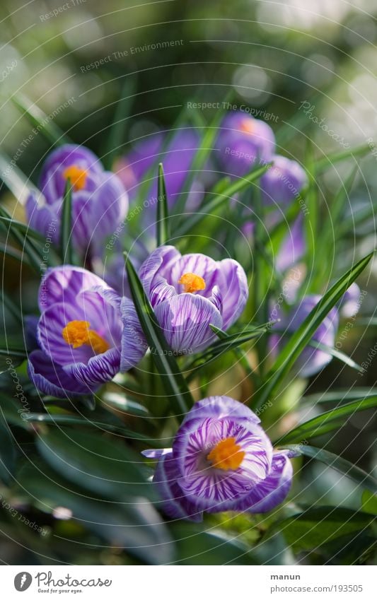 crocus blossom Well-being Senses Fragrance Gardening Market garden Nature Spring Flower Leaf Blossom Crocus Spring flower Spring colours Spring crocus