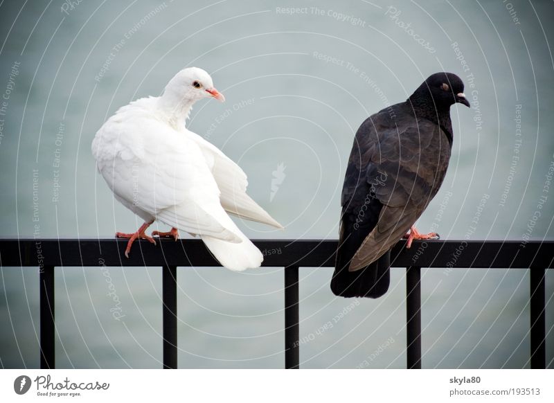 marital quarrel Animal Converse Yin & Yang Lake Handrail Argument Love rapprochement admire fall in love Jealousy Emotions Relationship Opposites Infatuation