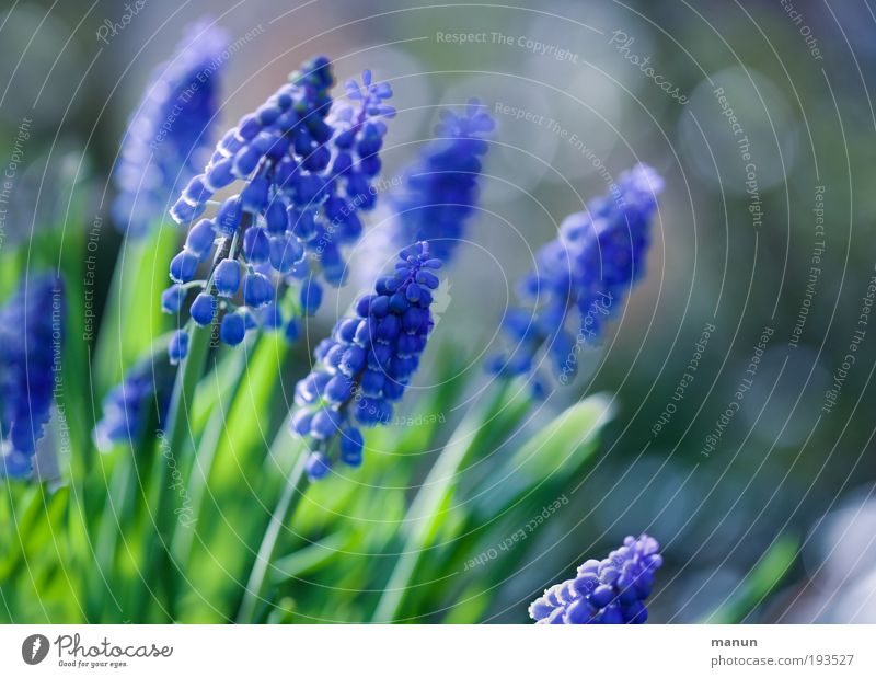 grape blue Well-being Senses Calm Fragrance Gardening Market garden Nature Spring Muscari Spring flower Spring fever Spring colours Park Blossoming Illuminate