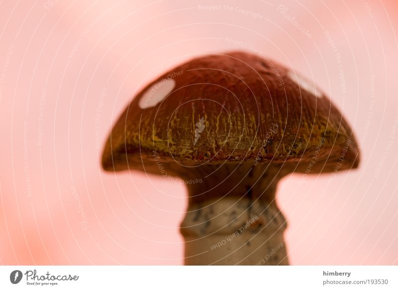 stone mushroom Mushroom Poison Boletus Colour photo Multicoloured Interior shot Close-up Detail Macro (Extreme close-up) Copy Space left Neutral Background