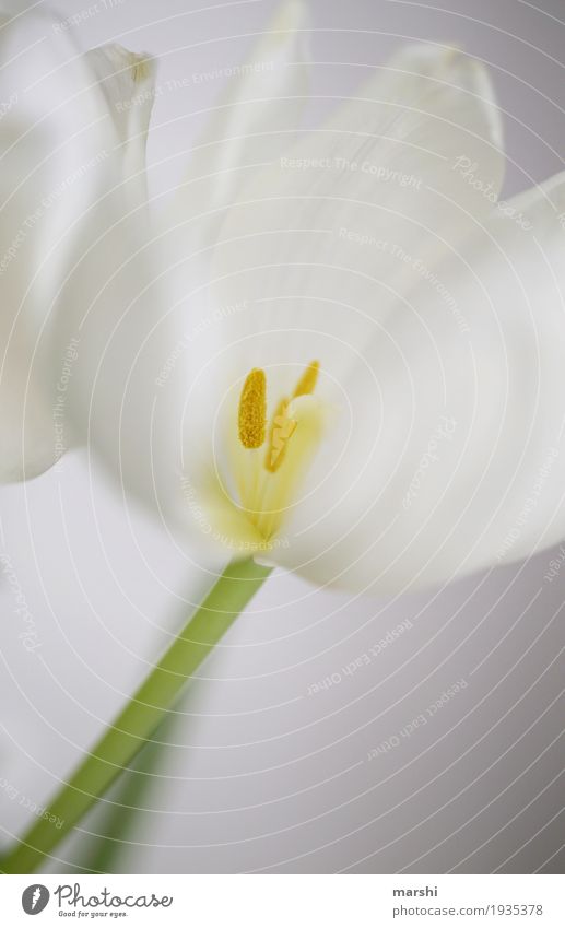 Looking forward to spring Nature Plant Tulip Garden Moody White Spring Flower Bouquet Beautiful Bright Colour photo Close-up Detail Macro (Extreme close-up)