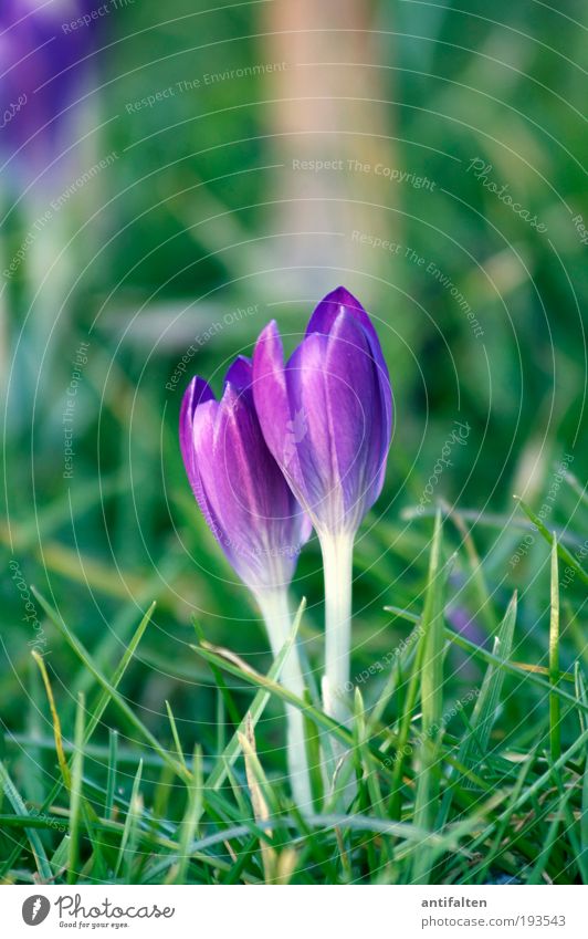 Here we go! City trip Environment Nature Landscape Plant Spring Flower Leaf Blossom Crocus Park Meadow River bank Rhine Duesseldorf Rhein meadows Esthetic Small