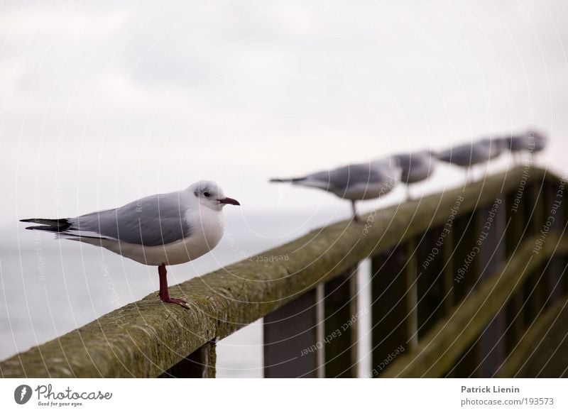 strung Trip Island Animal Water Sky Clouds Winter Wild animal Wing Group of animals Looking Seagull Fence Beaded Blur Individual Cold Rügen Sassnitz