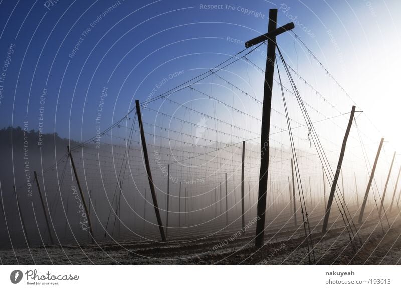 Hop garden in the morning Landscape Sunrise Sunset Winter Fog Calm hop garden hallertau Sky Colour photo Exterior shot Dawn Light Sunlight Forward Day