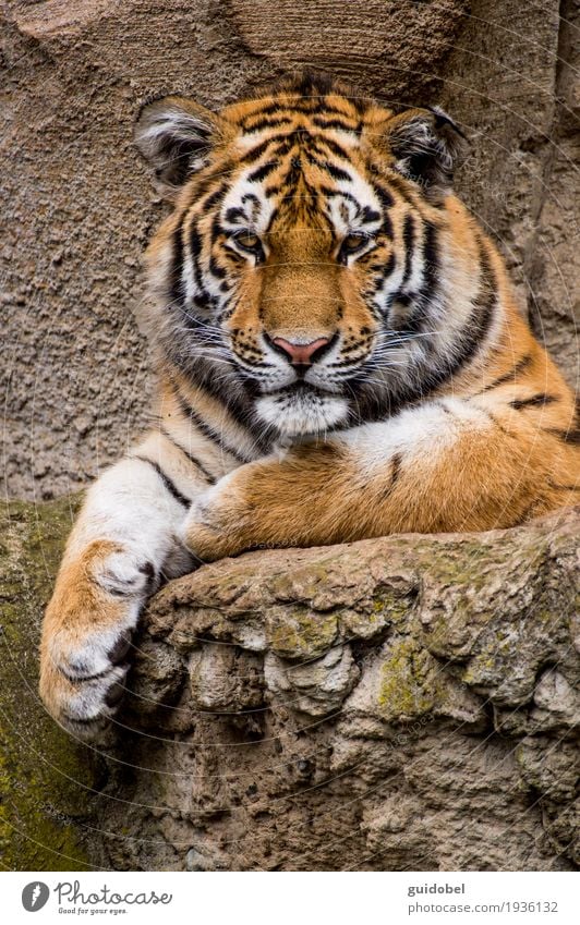 Tiger Look Animal Wild animal Cat Animal face Zoo Stone Rock Sign To enjoy Listening Looking Sit Stand Aggression Athletic Exceptional Famousness Cool (slang)