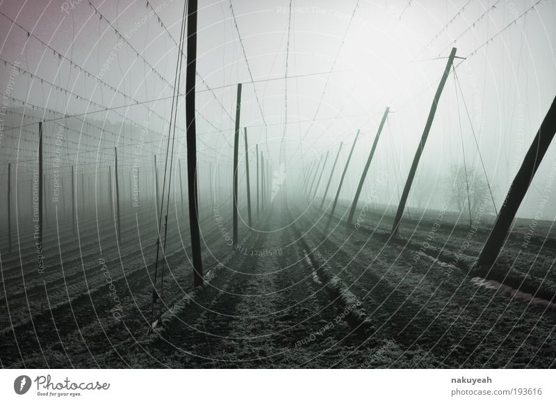 Hop garden in the fog Winter Nature Sunrise Sunset Fog Agricultural crop Calm hop garden Morning fog hallertau Bavaria morning beer Colour photo Subdued colour