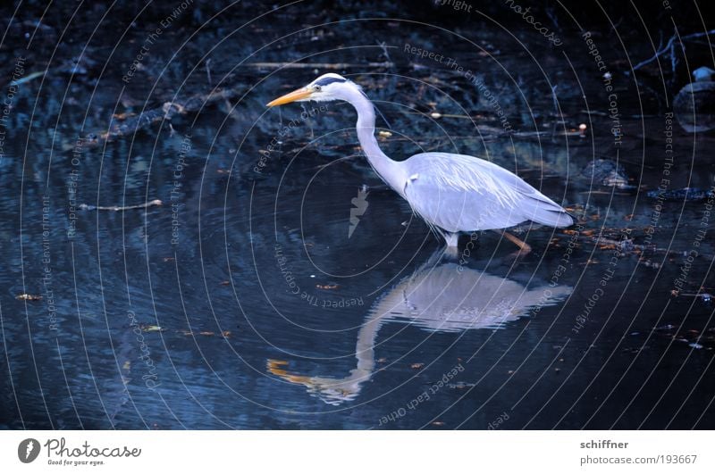 legless Environment Nature Animal Water Pond Lake Bird Speed Foraging Search Stride Calm Heron Grey heron Great egret Reflection Beak Feather Exterior shot