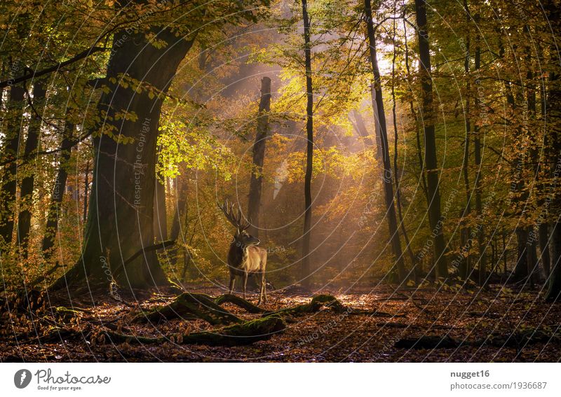 Deer in the clearing Environment Nature Landscape Plant Animal Sunrise Sunset Sunlight Summer Autumn Beautiful weather Tree Bushes Park Forest Virgin forest