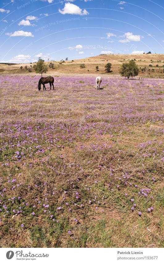 Colourful Vacation & Travel Looking Horse Animal Plant Hill Sky Clouds Blue Meadow Pasture Brown Beautiful Contentment Loneliness Calm Tree Feed Couple