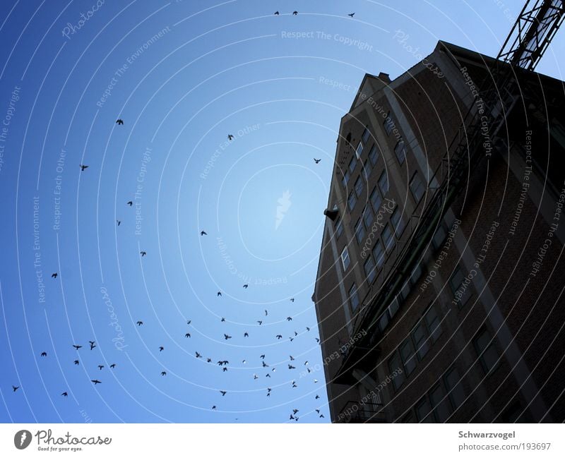 Sky blue sky Sailing Industry Air Industrial plant Factory Manmade structures Building Facade Stone Concrete Breathe Observe Movement Flying Looking Happy Large