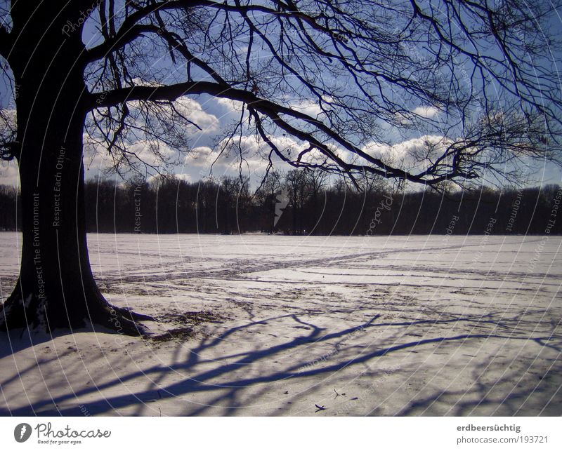 longing for summer Nature Landscape Sky Clouds Winter Weather Snow Tree Branch Blue White Spring fever Anticipation Longing Desire Exterior shot Deserted Shadow