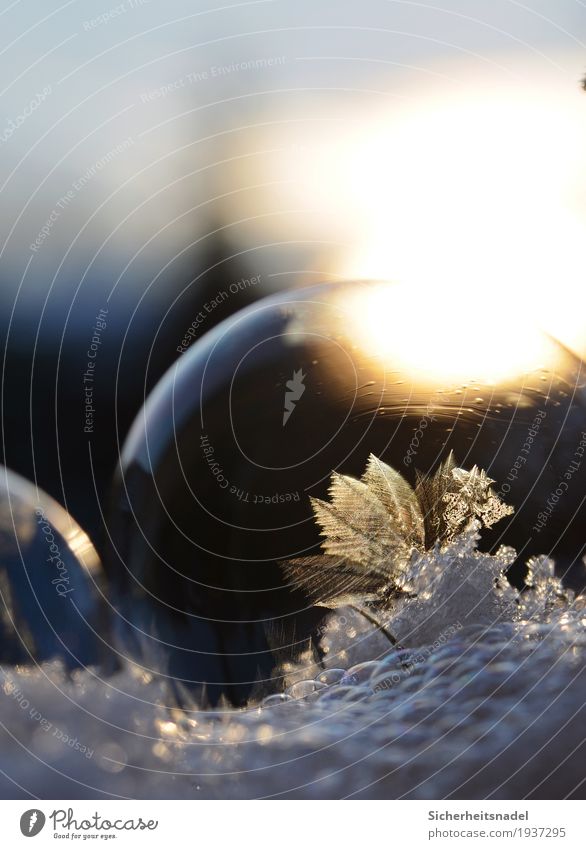 Frozen Bubble Winter Ice Frost Snow Cold Uniqueness Freeze Soap bubble Ice cream ball Exterior shot Close-up Detail Macro (Extreme close-up) Experimental