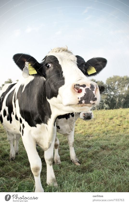 How about you and me? Beautiful weather Meadow Farm animal Cow 2 Animal Pair of animals Observe Cool (slang) Friendliness Large Curiosity Blue Black White Happy