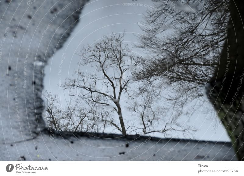 backyard puddle Environment Nature Water Autumn Winter Climate Bad weather Tree Dark Cold Sadness Transience Puddle Asphalt Ground Twigs and branches Sky