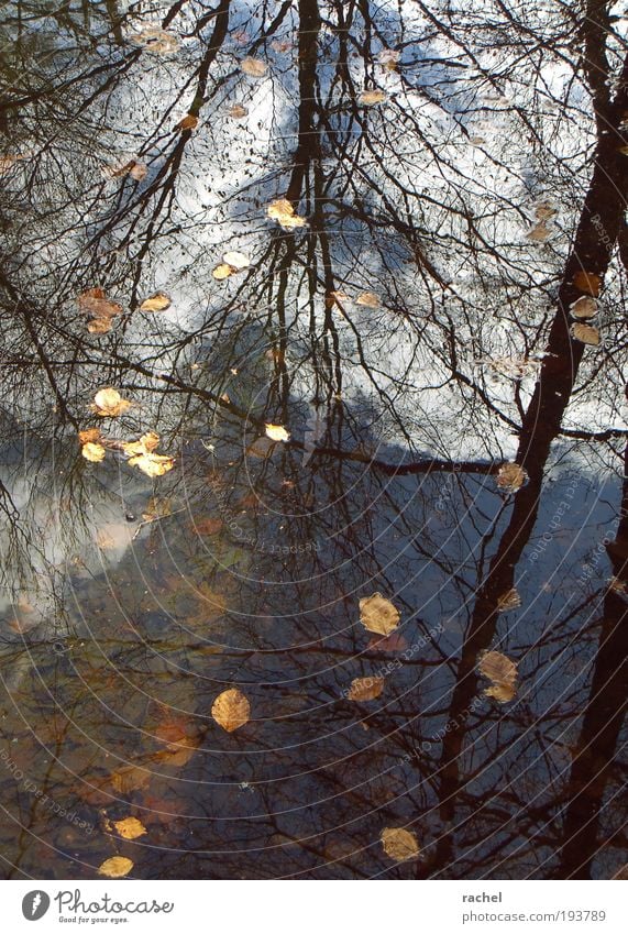 deceptive calm Water Clouds Autumn Winter Storm Gale Tree Leaf Leafless Branchage Forest Pond Lake Fluid Wet Muddled Water reflection Putrid Agitated Limp